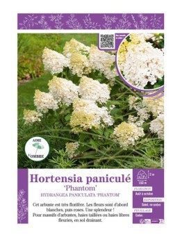 HYDRANGEA PANICULATA PHANTOM voir Hortensia paniculé