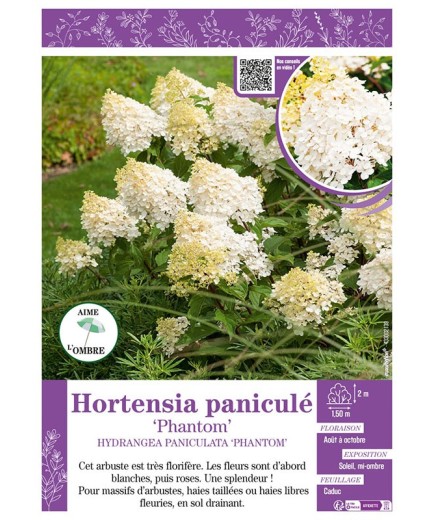 HYDRANGEA PANICULATA PHANTOM voir Hortensia paniculé