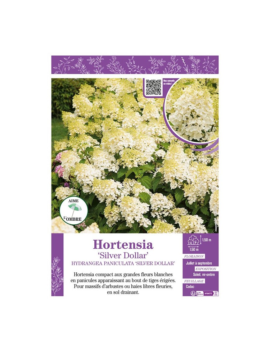 HYDRANGEA PANICULATA SILVER DOLLAR voir Hortensia paniculé