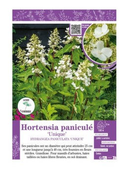 HYDRANGEA PANICULATA UNIQUE voir Hortensia paniculé