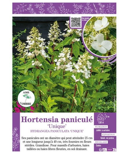 HYDRANGEA PANICULATA UNIQUE voir Hortensia paniculé