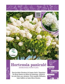 HYDRANGEA PANICULATA voir Hortensia paniculé