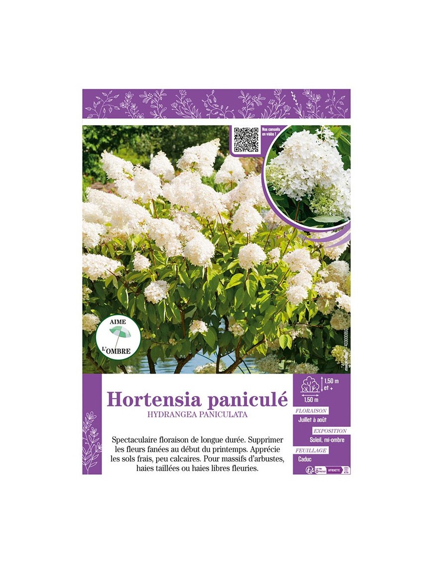 HYDRANGEA PANICULATA voir Hortensia paniculé