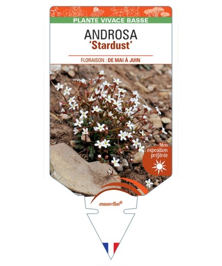 ANDROSA (septentrionalis) Stardust