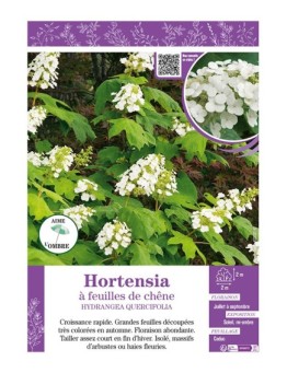 HYDRANGEA QUERCIFOLIA voir Hortensia à feuilles de chêne