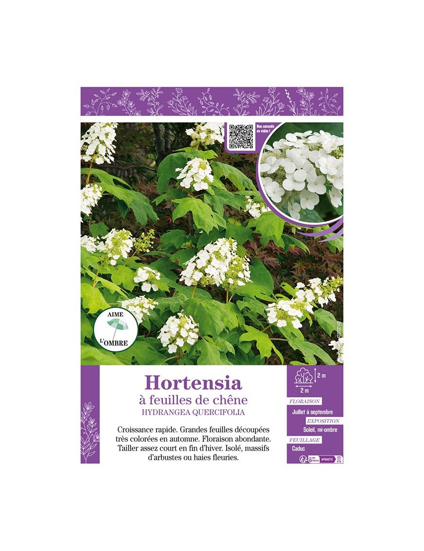 HYDRANGEA QUERCIFOLIA voir Hortensia à feuilles de chêne