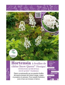 HYDRANGEA QUERCIFOLIA SNOW QUEEN® FLEMIGEA voir Hortensia à feuilles de chêne