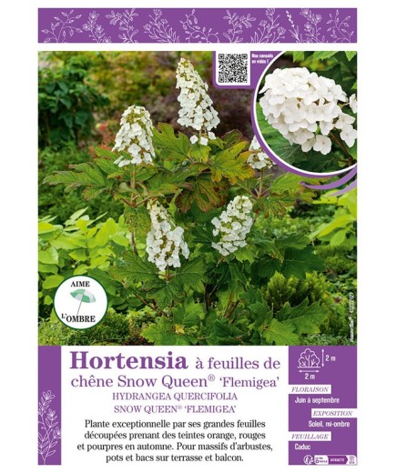 HYDRANGEA QUERCIFOLIA SNOW QUEEN® FLEMIGEA voir Hortensia à feuilles de chêne