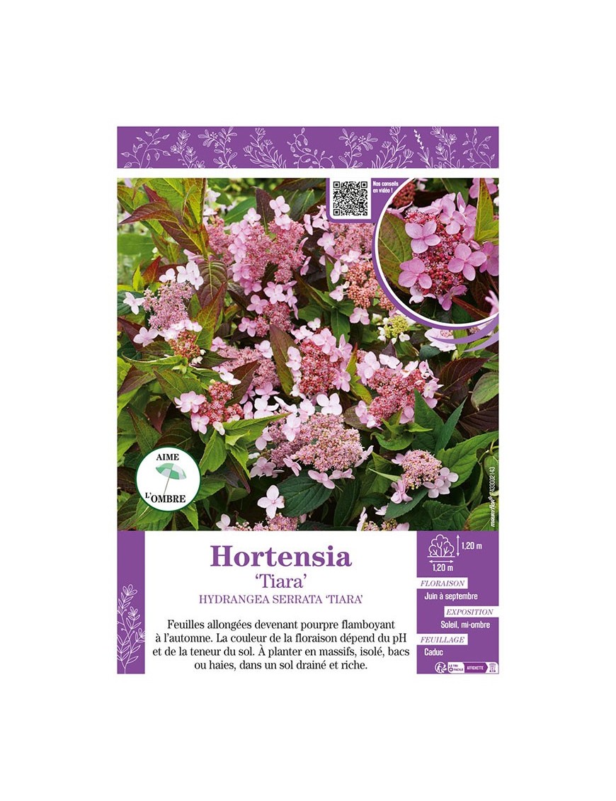 HYDRANGEA SERRATA TIARA voir Hortensia