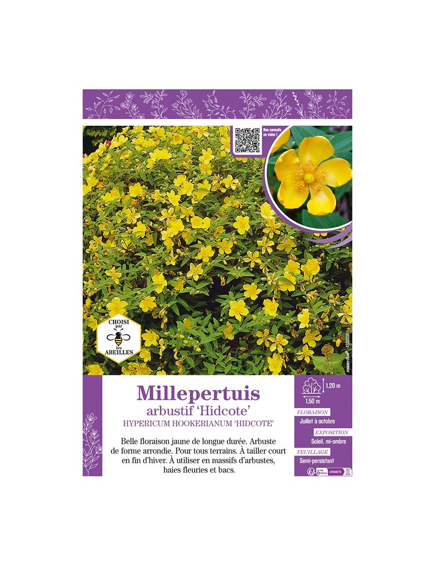 HYPERICUM HOOKERIANUM HIDCOTE voir Millepertuis arbustif