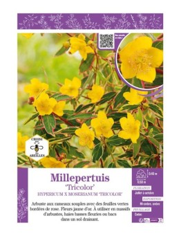 HYPERICUM X MOSERIANUM TRICOLOR voir Millepertuis
