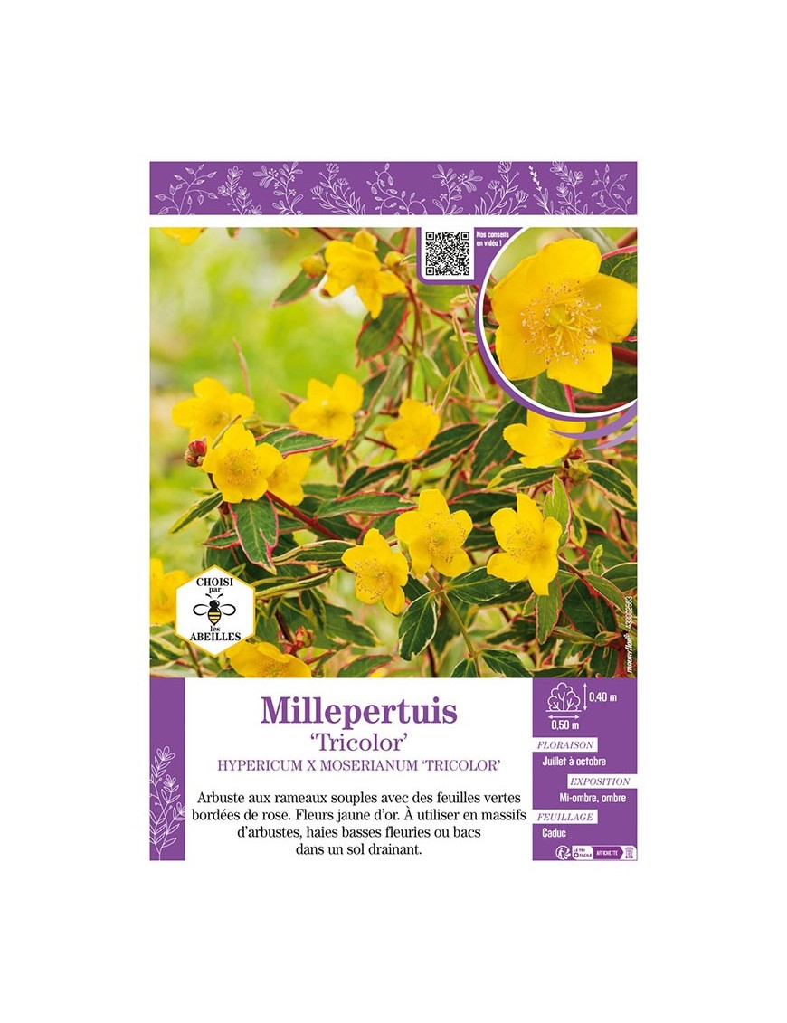 HYPERICUM X MOSERIANUM TRICOLOR voir Millepertuis