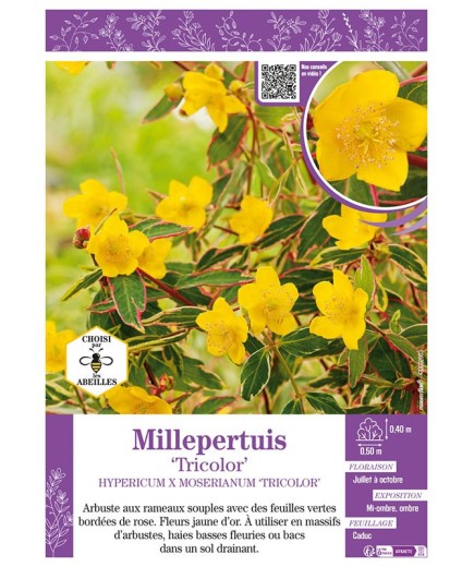 HYPERICUM X MOSERIANUM TRICOLOR voir Millepertuis