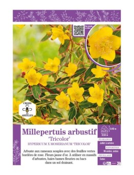 HYPERICUM X MOSERIANUM TRICOLOR voir Millepertuis arbustif