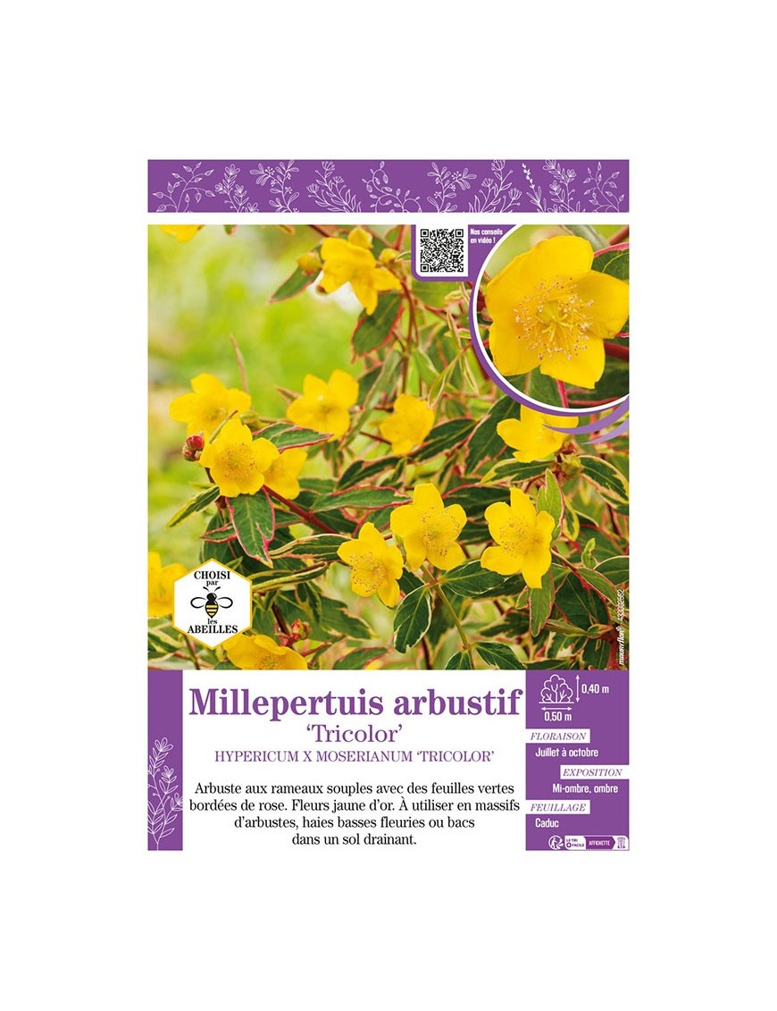 HYPERICUM X MOSERIANUM TRICOLOR voir Millepertuis arbustif
