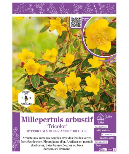 HYPERICUM X MOSERIANUM TRICOLOR voir Millepertuis arbustif