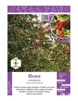 ILEX AQUIFOLIUM (vert) voir HOUX COMMUN