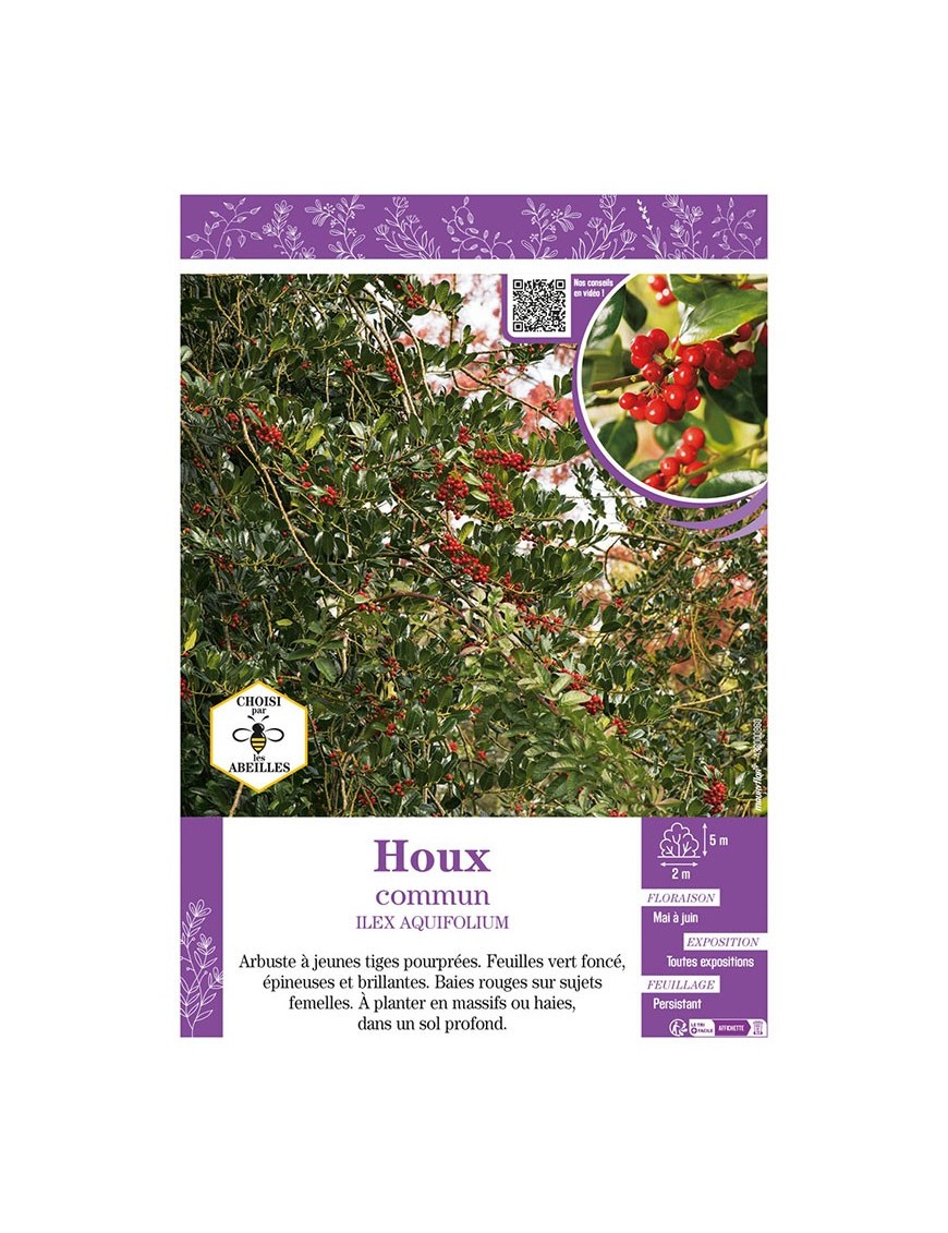 ILEX AQUIFOLIUM (vert) voir HOUX COMMUN