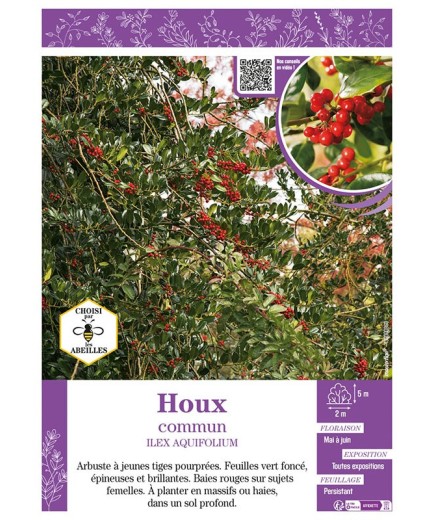 ILEX AQUIFOLIUM (vert) voir HOUX COMMUN