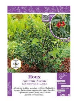 ILEX AQUIFOLIUM ALASKA voir HOUX COMMUN
