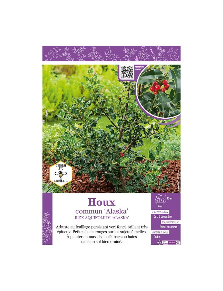 ILEX AQUIFOLIUM ALASKA voir HOUX COMMUN