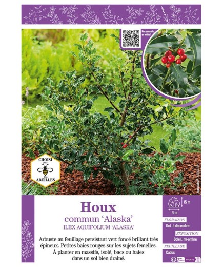 ILEX AQUIFOLIUM ALASKA voir HOUX COMMUN