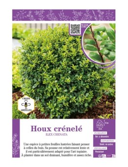 ILEX CRENATA voir HOUX CRÉNELÉ