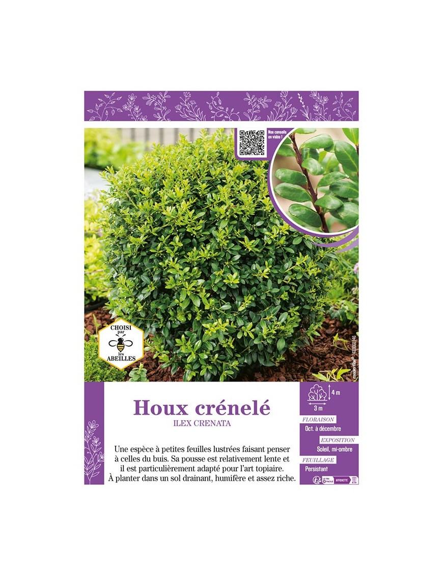 ILEX CRENATA voir HOUX CRÉNELÉ