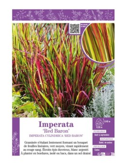 IMPERATA RED BARON