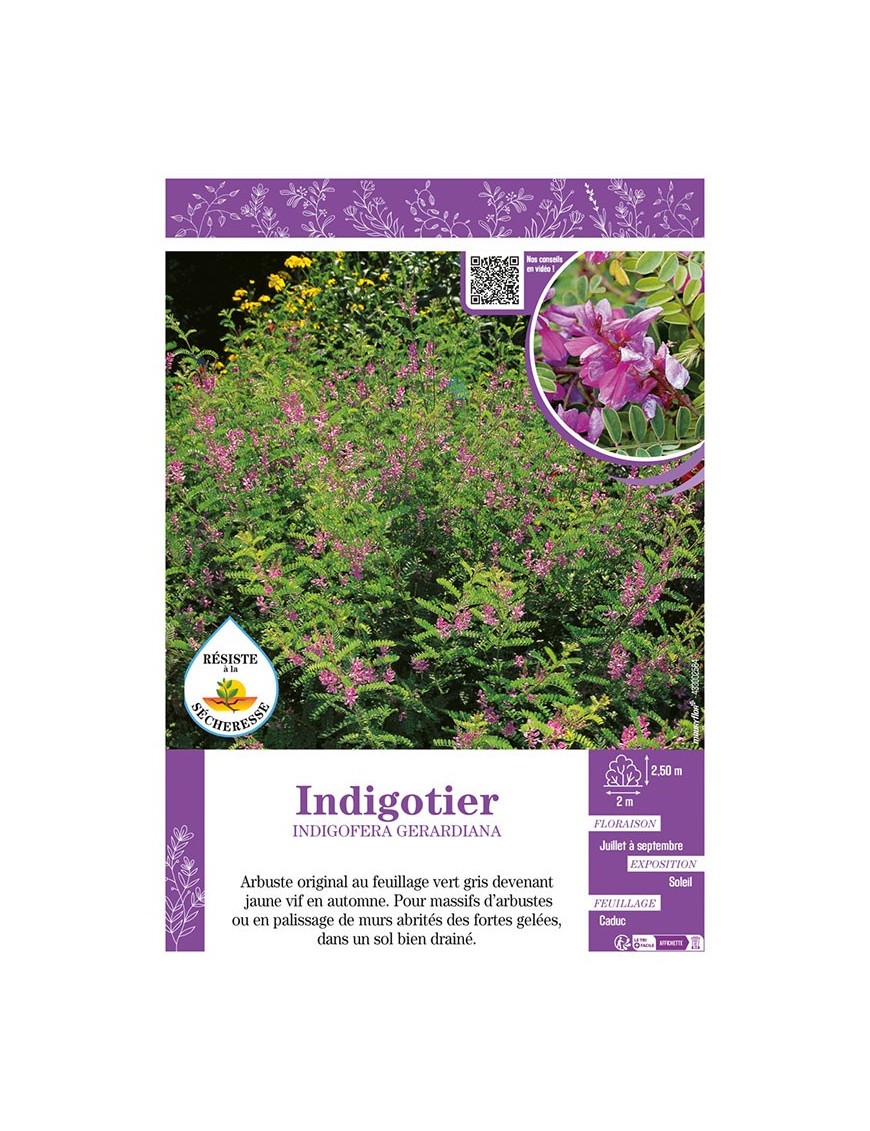 INDIGOFERA GERARDIANA voir Indigotier