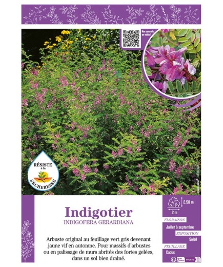 INDIGOFERA GERARDIANA voir Indigotier