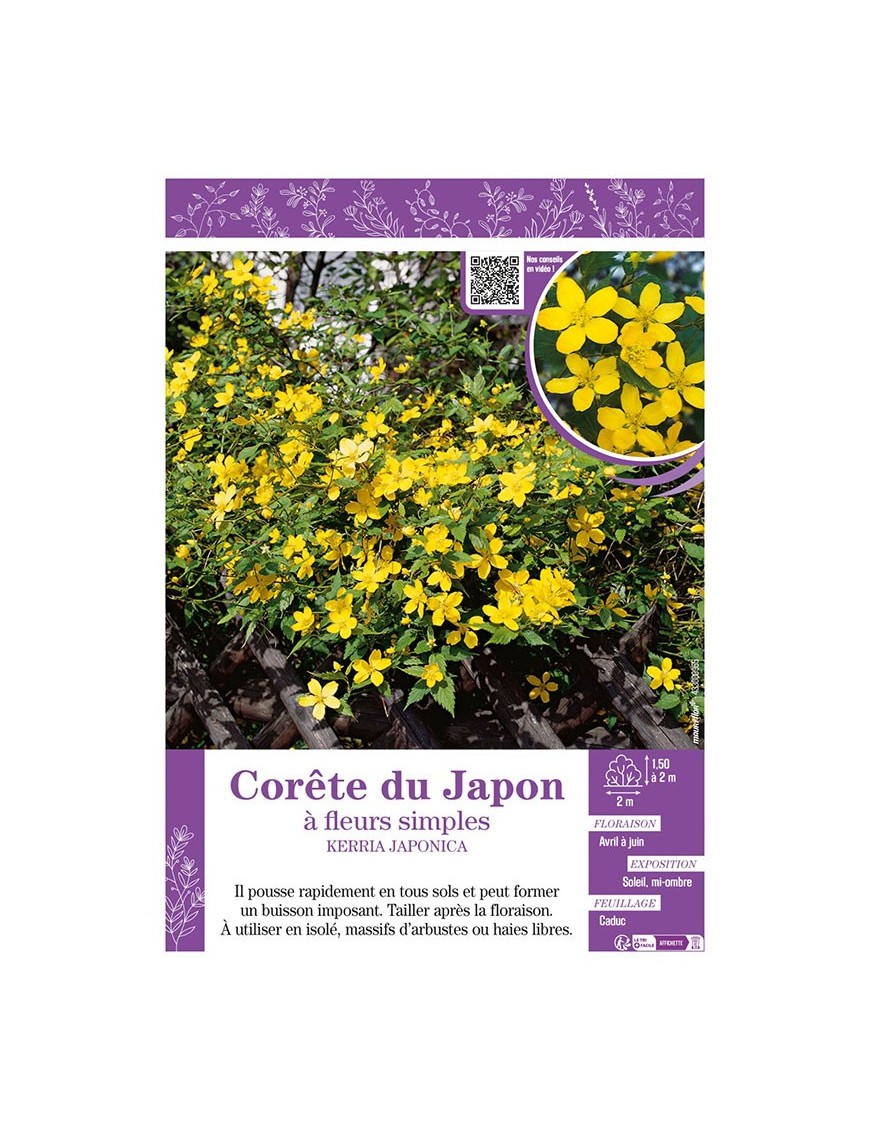 KERRIA JAPONICA voir CORÊTE DU JAPON à fleurs simples