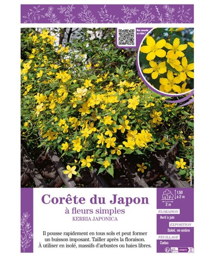 KERRIA JAPONICA voir CORÊTE DU JAPON à fleurs simples