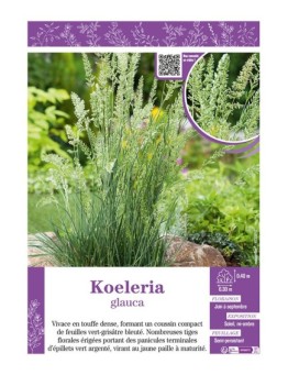 KOELERIA GLAUCA
