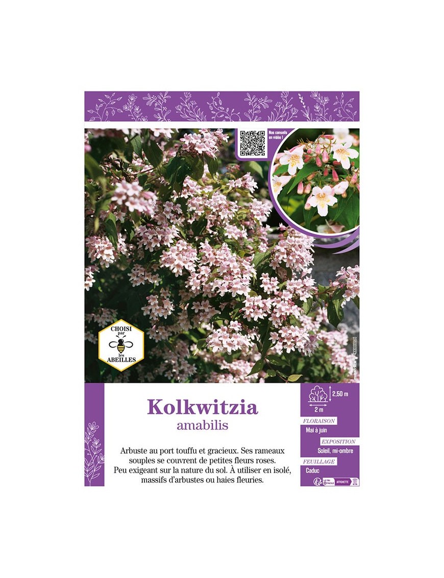 KOLKWITZIA amabilis