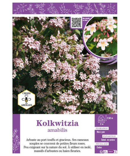 KOLKWITZIA amabilis