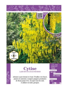 LABURNUM ANAGYROIDES voir CYTISE