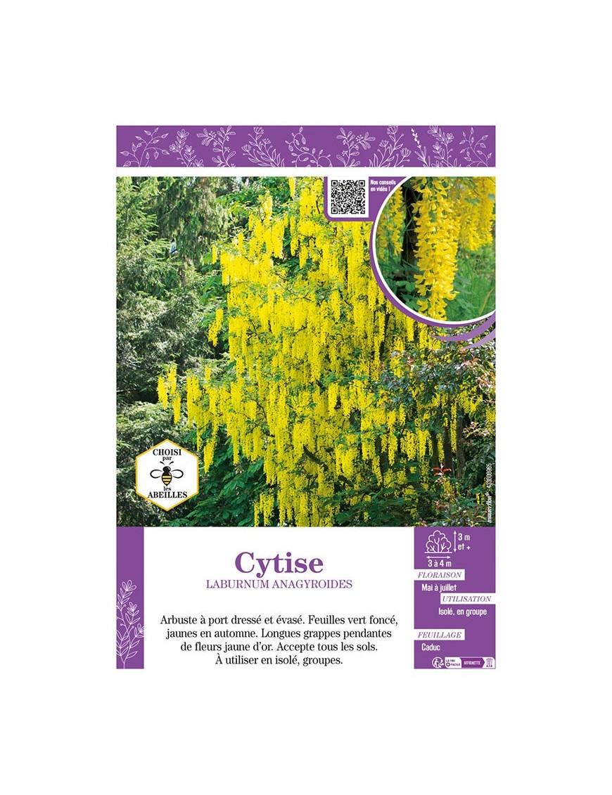 LABURNUM ANAGYROIDES voir CYTISE