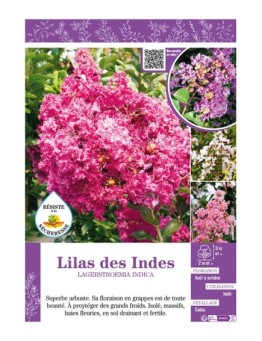 LAGERSTROEMIA INDICA voir LILAS DES INDES (varié)