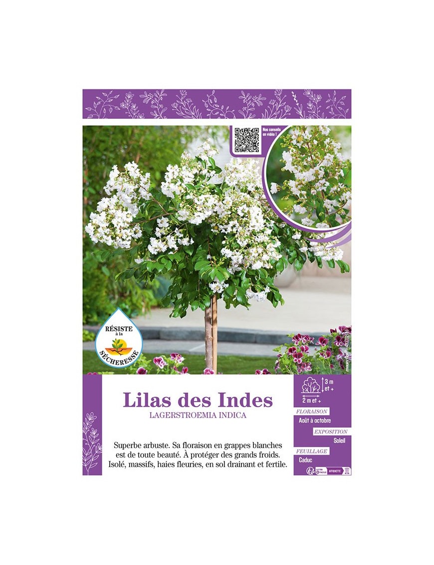 LAGERSTROEMIA INDICA voir LILAS DES INDES (blanc)