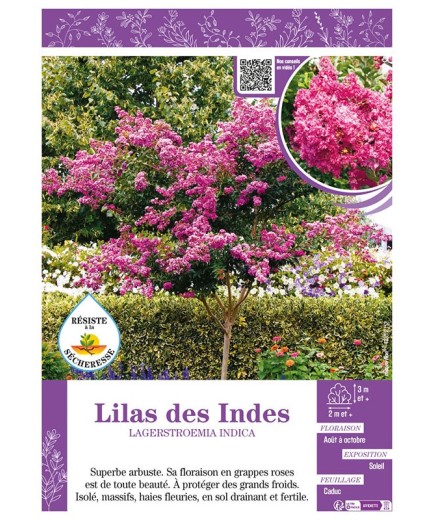 LAGERSTROEMIA INDICA voir LILAS DES INDES (rose)