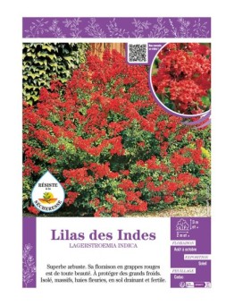 LAGERSTROEMIA INDICA voir LILAS DES INDES (rouge)