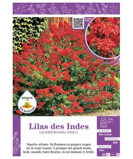 LAGERSTROEMIA INDICA voir LILAS DES INDES (rouge)