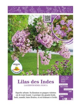 LAGERSTROEMIA INDICA voir LILAS DES INDES (violet)