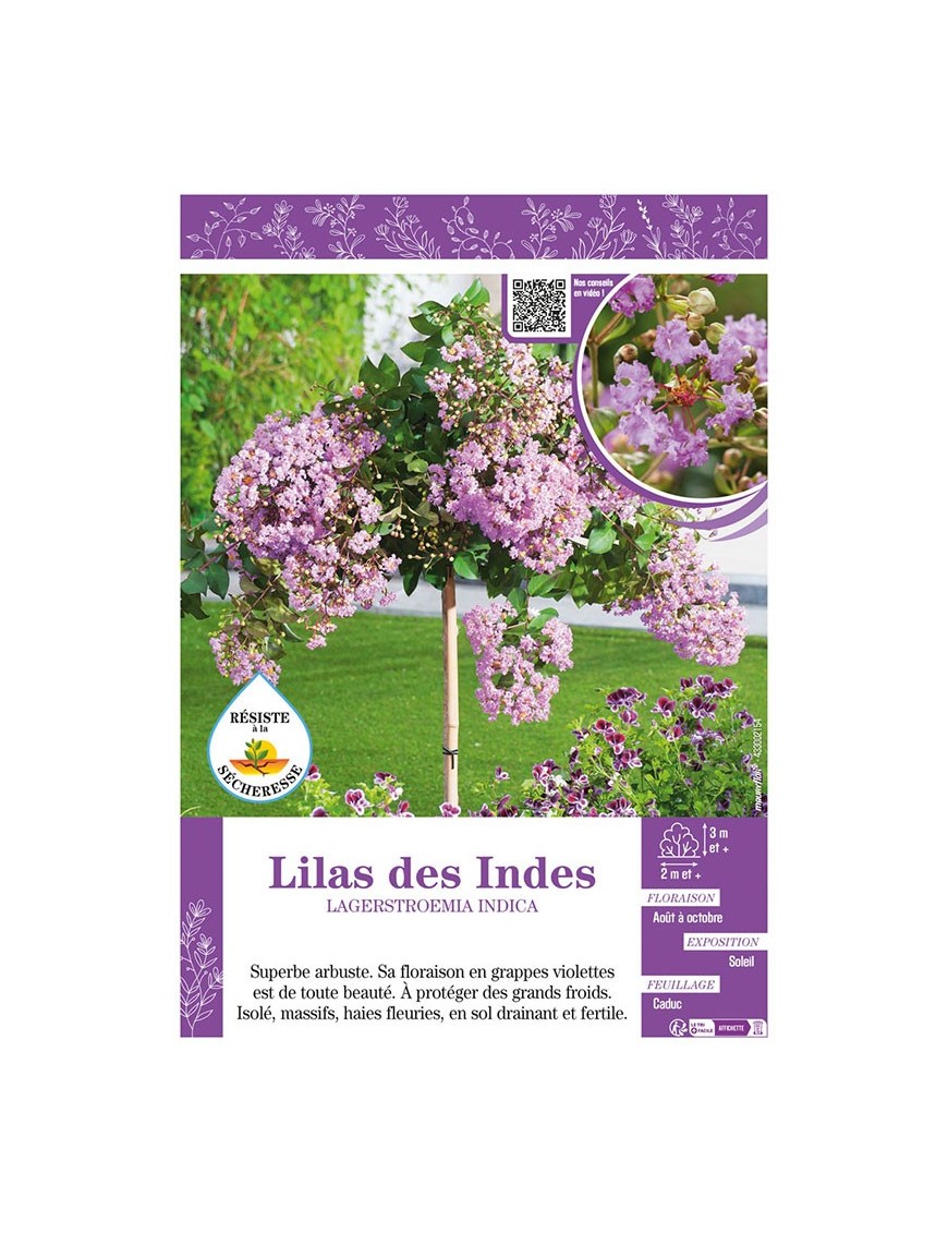 LAGERSTROEMIA INDICA voir LILAS DES INDES (violet)