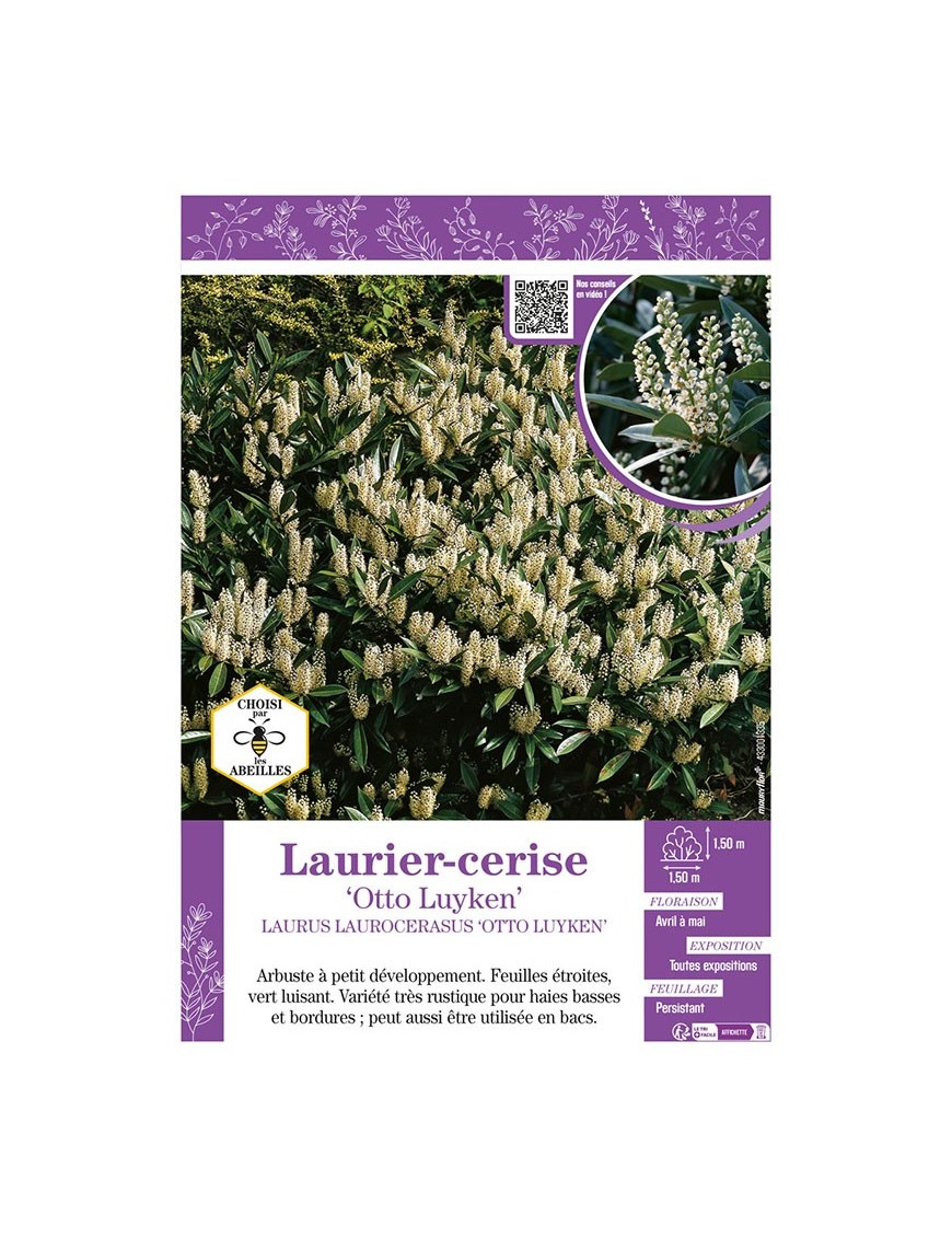 LAURUS LAUROCERASUS OTTO LUYKEN voir LAURIER-CERISE