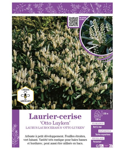 LAURUS LAUROCERASUS OTTO LUYKEN voir LAURIER-CERISE