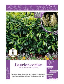 LAURUS LAUROCERASUS voir LAURIER-CERISE