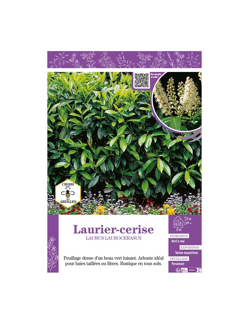 LAURUS LAUROCERASUS voir LAURIER-CERISE