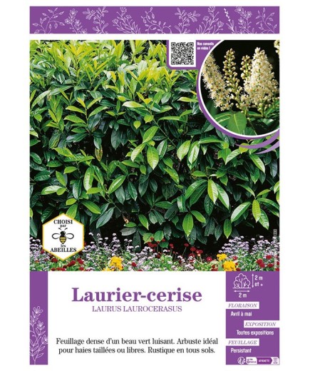 LAURUS LAUROCERASUS voir LAURIER-CERISE
